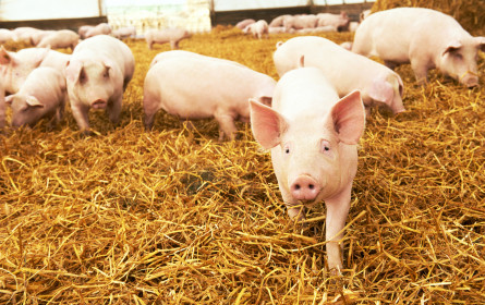 Lidl Österreich verbessert Tierwohl bei Schweine-Frischfleisch