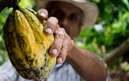 Kakaopreis kletterte auf Rekordhoch