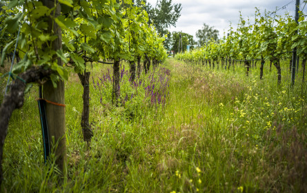 Österreichs Bio-Weinbaufläche so groß wie nie