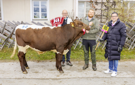 Ja! Natürlich ersteigert zum 16. Mal Elite-Zuchtstier