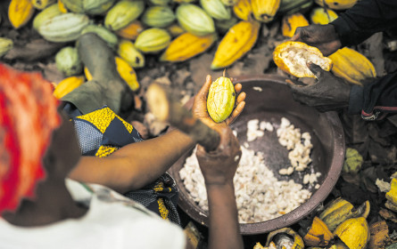 Neue Partnerschaften für Fairtrade-Kakao