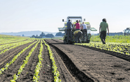 Obst und Gemüse sind Antreiber in Sachen Bio