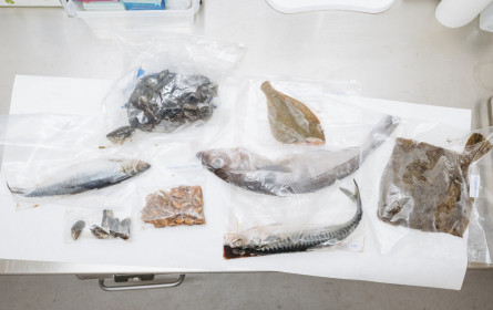 PFAS in Speisefischen und Meeresfrüchten aus Nord- und Ostsee