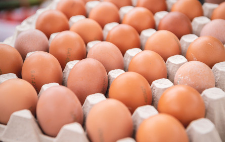 7,4 Millionen fleißige Hühner