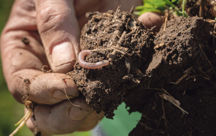 Vielfalt im Boden für Mensch und Umwelt