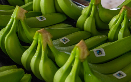 Fairtrade-Bananen im Zeichen der COP30