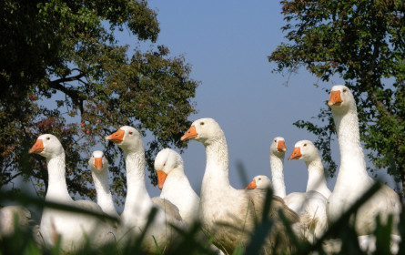 Steirische Weidegänse sind sehr begehrt