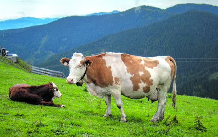 IG-Milch sieht erneute Krise am Milchmarkt 