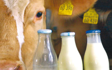 Milchpreise sind im Keller