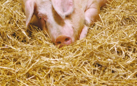 Wohlfühlklima im Schweinestall