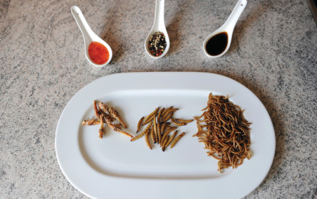 Convenience ist modern, Insekten werden Nahrung