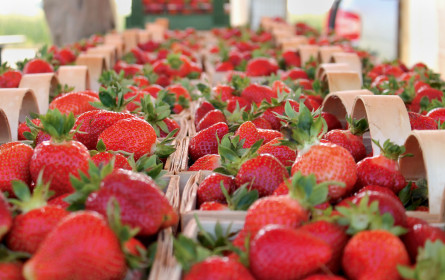 Und wer fürchtet sich vor TTIP?