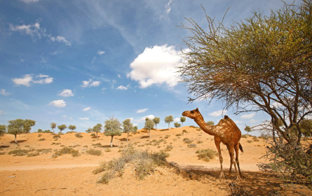 2014 Rekord-Tourismus in Ras Al Khaimah