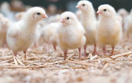 Hat das Küken-Töten bald ein Ende?