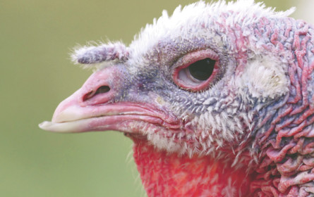 Kritik an heimischer Putenindustrie