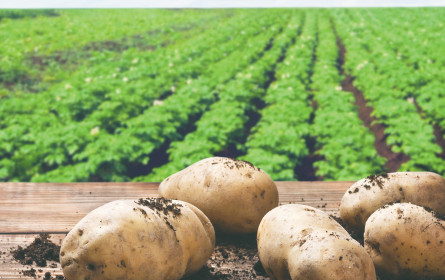 Bio-Kult: Aus der Nische rein in die Sackgasse?