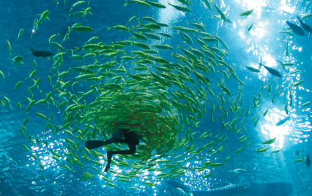 Der Schwarm wird größer und professioneller