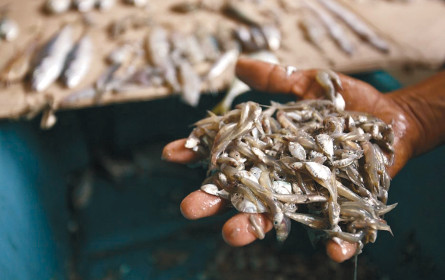 Die Weltmeere sind erschöpft