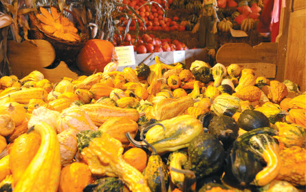 Wenn der Kürbis plötzlich giftig ist …