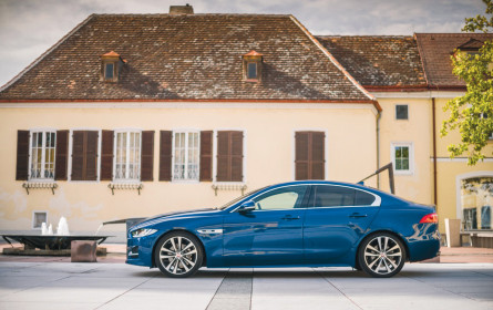 Angriff auf Samtpfoten