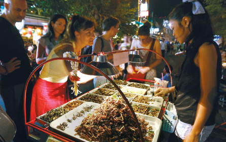 Insekten am Buffet: Unser Essen wird bald krabbeln