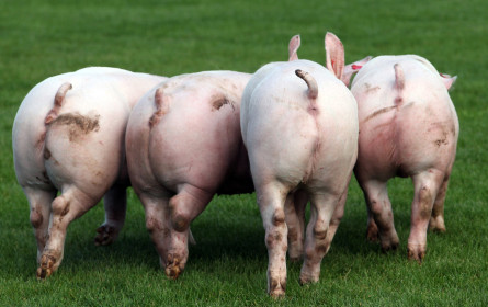 Produkte unter aller Sau