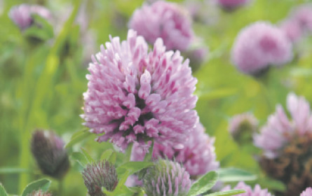 Isoflavone sind sicher