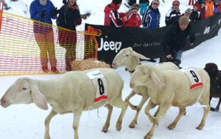 radio:works lässt die Schafe los