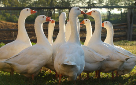 Genussfestival "Gans Burgenland"