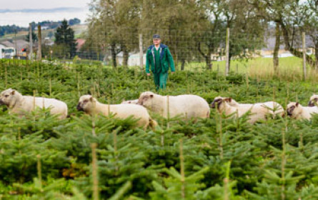 Schafe als Christbaumhirten