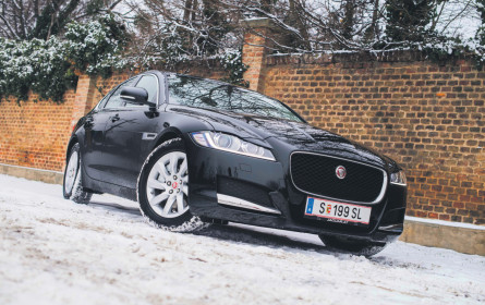 Raubkatze setzt zum Sprung an