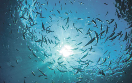 Alarmstufe Rot für Fischkonsum