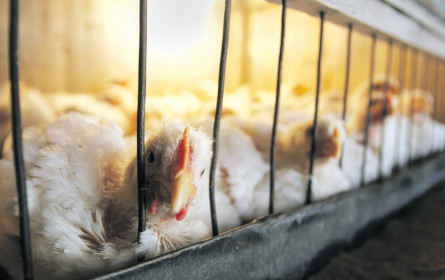 Kampf gegen Käfigeier