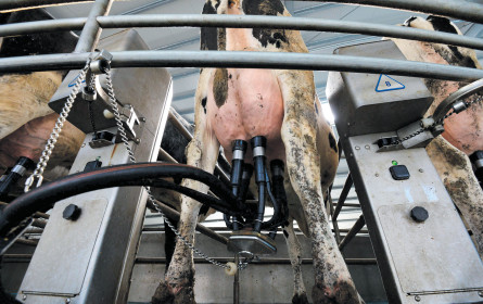 Milch fett in der Krise