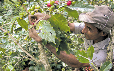 Guter Kaffee, böser Kaffee