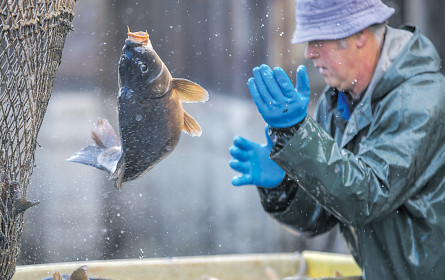 Fischers Fritz fischt nachhaltiger