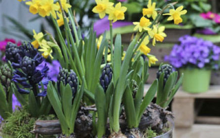 bellaflora macht den Valentinstag