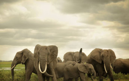 Cinema for Peace Award an Terra Mater Factual Studios