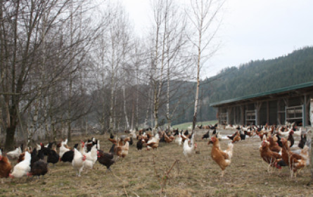Freilandhühner wieder frei