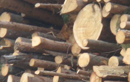 Papierindustrie goes Bioraffinerie