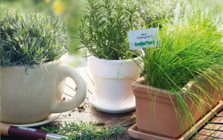 Legal Herbs bei bellaflora