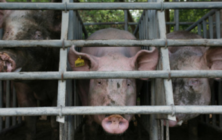 Afrikanische Schweinepest in Tschechien von Schweinen wird eingeschränkt