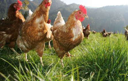 Kennzeichnung für verarbeitete Eier