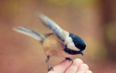 bellaflora rettet Wildvögel