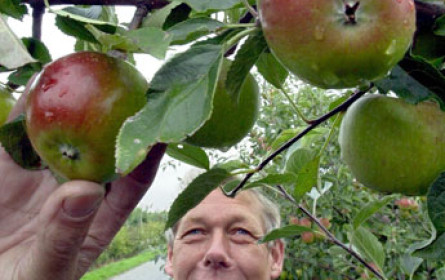 Apfelernte in OÖ war heuer durchschnittlich