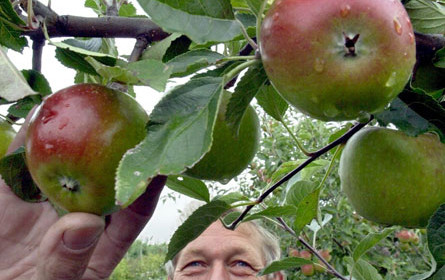 Supermärkte erhöhen Apfelsaftpreise