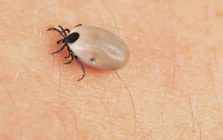 Neuer Schutz vor Borreliose