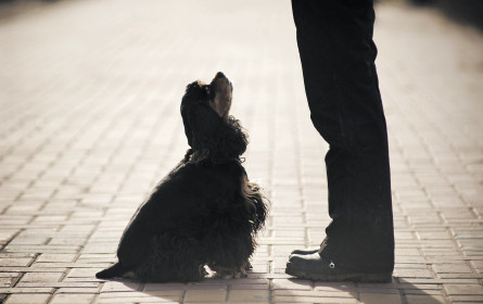 Buchstäblich auf den Hund gekommen