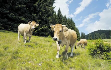 Spar sagt Ja zur Kuh