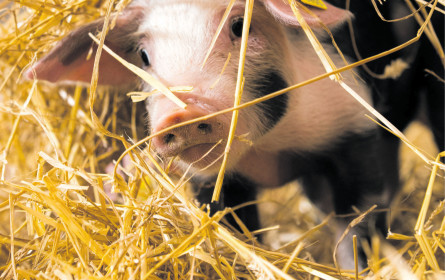 Es ist so schön, ein Schwein zu sein!